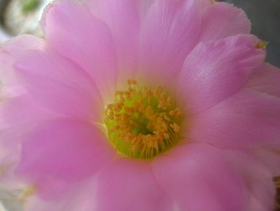 Acanthocalycium spiniflorum f. violaceum