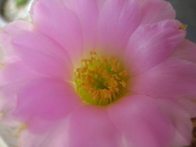 Acanthocalycium spiniflorum f. violaceum