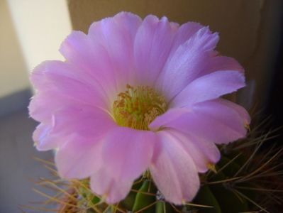 Acanthocalycium spiniflorum f. violaceum