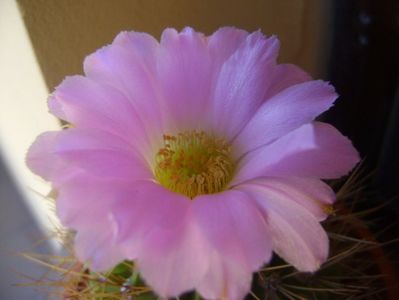 Acanthocalycium spiniflorum f. violaceum