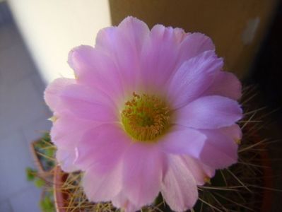 Acanthocalycium spiniflorum f. violaceum