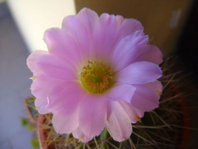 Acanthocalycium spiniflorum f. violaceum