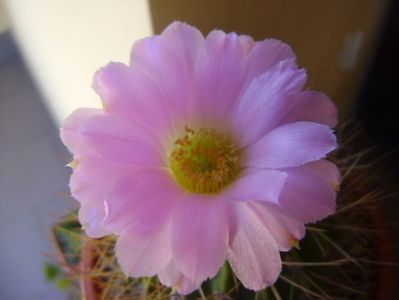 Acanthocalycium spiniflorum f. violaceum