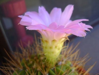 Acanthocalycium spiniflorum f. violaceum