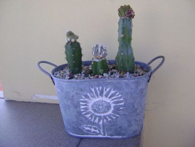 Grup de 3 cactusi altoiti; Aztekium valdezii Linares, Nuevo León, Mx. (altoit)
Blossfeldia liliputana (altoita)
Astrophytum myriostigma cv Fukuryu reticulatus (altoit)
