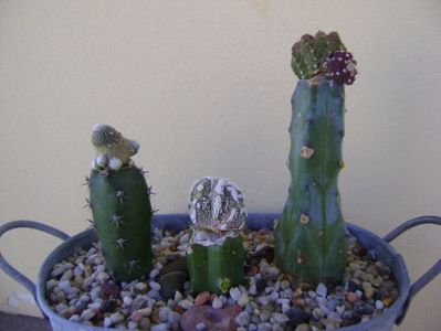 Grup de 3 cactusi altoiti; Aztekium valdezii Linares, Nuevo León, Mx. (altoit)
Blossfeldia liliputana (altoita)
Astrophytum myriostigma cv Fukuryu reticulatus (altoit)
