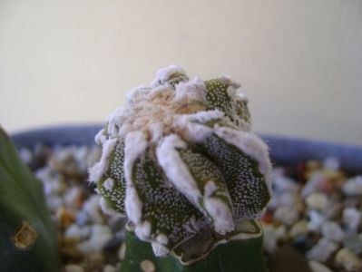 Astrophytum myriostigma cv. Fukuryu reticulatus