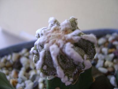 Astrophytum myriostigma cv. Fukuryu reticulatus