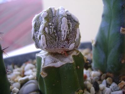 Astrophytum myriostigma cv. Fukuryu reticulatus