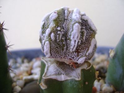 Astrophytum myriostigma cv. Fukuryu reticulatus