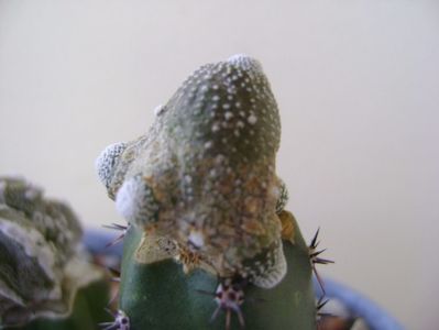 Blossfeldia liliputana