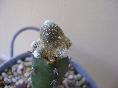 Blossfeldia liliputana