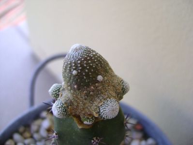 Blossfeldia liliputana