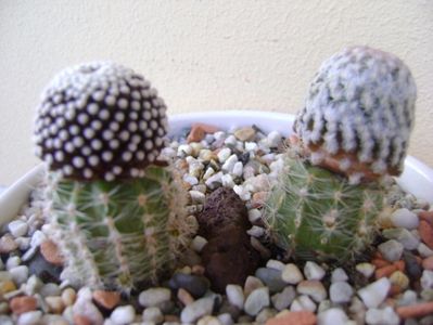 Grup de 2 cactusi altoiti; Mammillaria sanchez-mejoradae (altoita)
Mammillaria luethyi (altoita)
