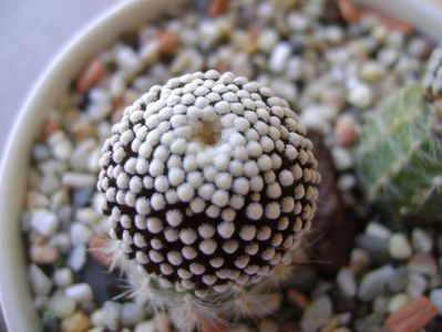 Mammillaria luethyi