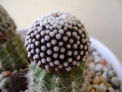 Mammillaria luethyi