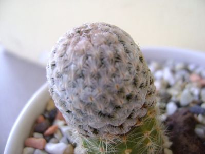 Mammillaria sanchez-mejoradae