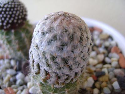 Mammillaria sanchez-mejoradae