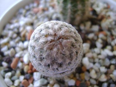 Mammillaria sanchez-mejoradae