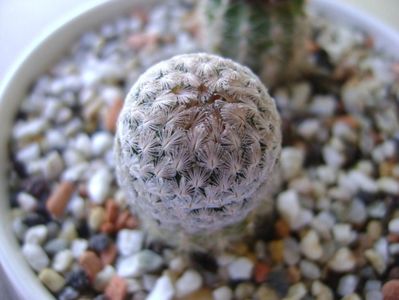 Mammillaria sanchez-mejoradae