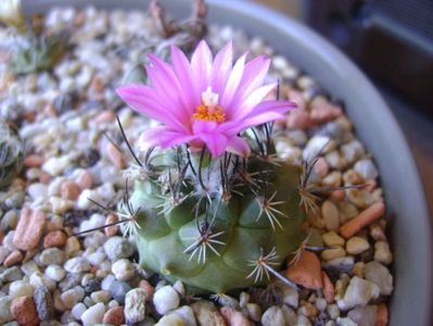 Turbinicarpus viereckii