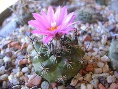 Turbinicarpus viereckii