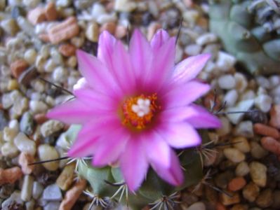 Turbinicarpus viereckii