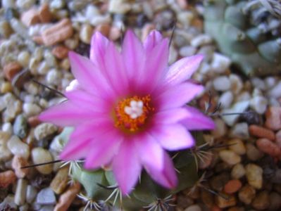 Turbinicarpus viereckii