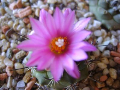 Turbinicarpus viereckii