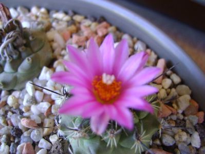 Turbinicarpus viereckii