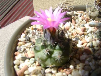 Turbinicarpus viereckii