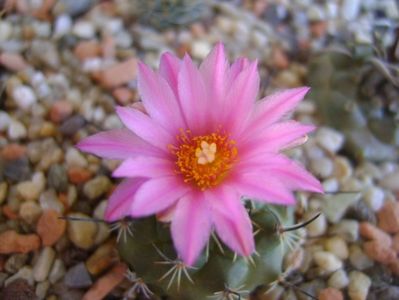 Turbinicarpus viereckii