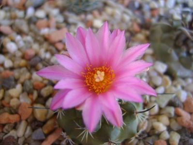 Turbinicarpus viereckii