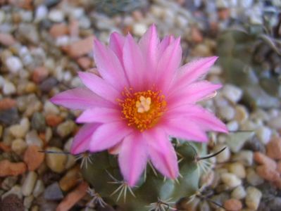 Turbinicarpus viereckii