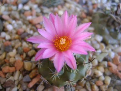 Turbinicarpus viereckii