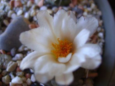 Turbinicarpus macrochele