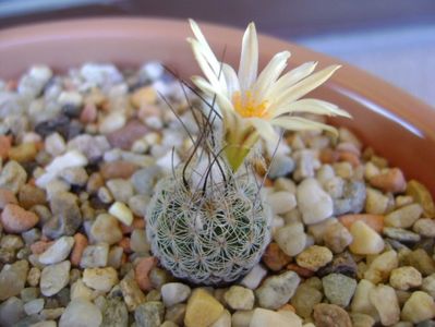 Turbinicarpus krainzianus v. lausseri