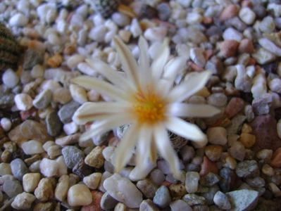 Turbinicarpus krainzianus v. lausseri