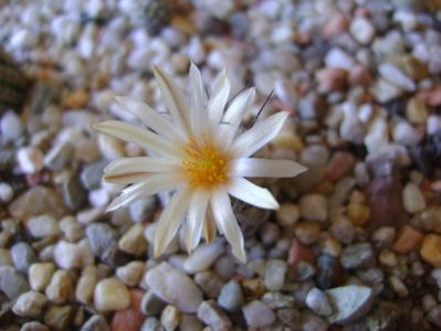 Turbinicarpus krainzianus v. lausseri