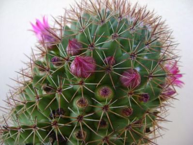 Mammillaria backebergiana