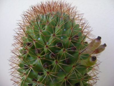 Mammillaria backebergiana