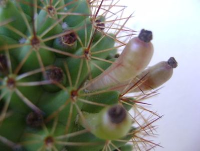 Mammillaria backebergiana