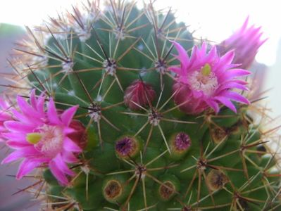 Mammillaria backebergiana