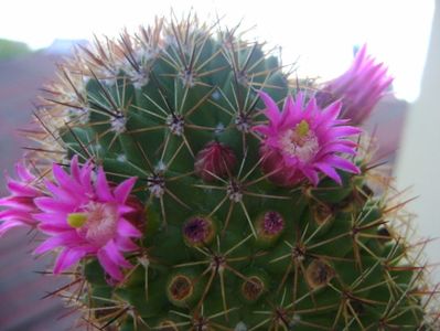 Mammillaria backebergiana