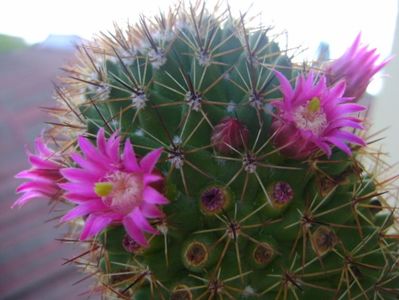 Mammillaria backebergiana