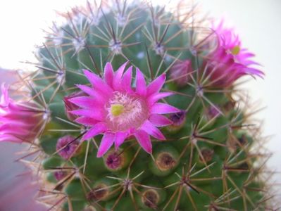 Mammillaria backebergiana