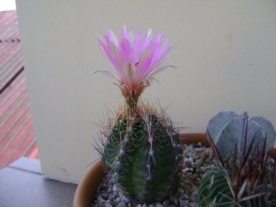 Thelocactus bicolor ssp. pottsii