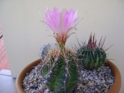 Thelocactus bicolor ssp. pottsii