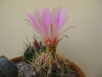 Thelocactus bicolor ssp. pottsii