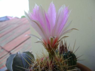 Thelocactus bicolor ssp. pottsii